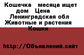 Кошечка 2 месяца ищет дом › Цена ­ 10 - Ленинградская обл. Животные и растения » Кошки   